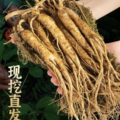 康乐满院小瓶装25克西洋参小片 0.6-0.4cm西洋参加拿大参片批发