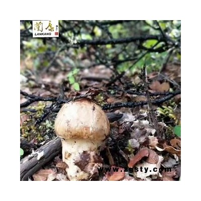 新鲜松茸 香格里拉 精选规格 3-5 5-7 7-9 9-12cm
