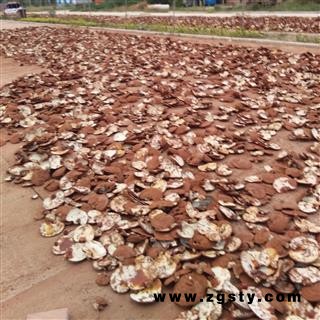 灵芝 山东家种赤灵芝长片统片 产地 山东省聊城市冠县