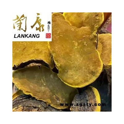 西藏纯野生桑树桑黄精选个大好货【常年批发，品种齐全】