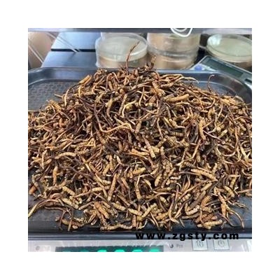 新辉药业冬虫夏草 野生小断草 经济实惠