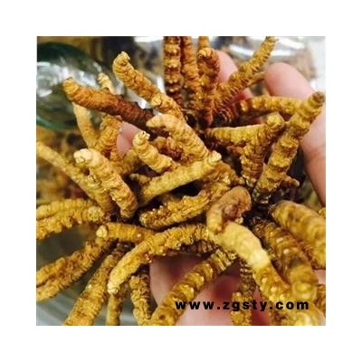 诺源药材行中药材西藏那曲冬虫夏草  5000条