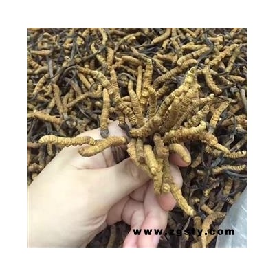 诺源药材行中药材精选冬虫夏草 1800条