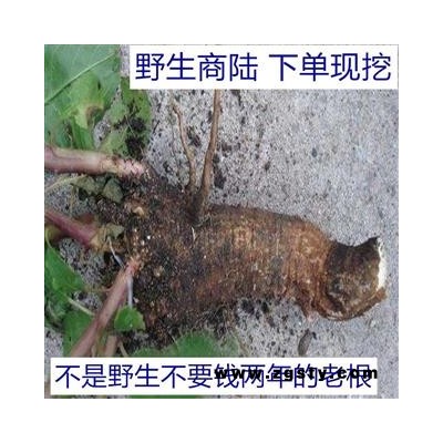 中药材 商陆 野生 正品土人参见肿消，低价出售，质量保证