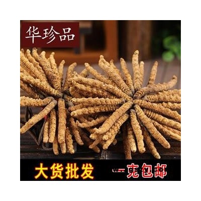 冬虫夏草 07 冬虫夏草2500条 选 产地 西藏自治区
