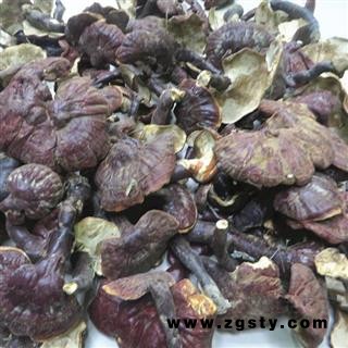 云南白灵芝 白心灵芝 白心赤芝