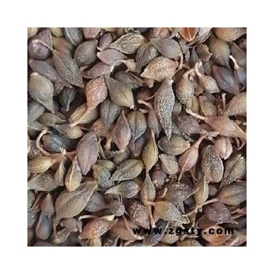 连翘现货 正品连翘 保质保量 青翘水煮（汽蒸）统货 产地直供 山东省