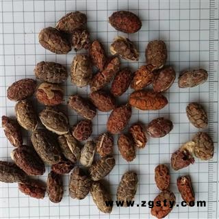 砂仁 进口砂仁米统货 产地 云南省西双版纳傣族自治州景洪市