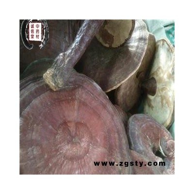 灵芝 云南赤灵芝  德誉堂药业批发各种中药材