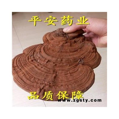 树舌 【品质保证 卓越品质】 产地 黑龙江省 赤色老母菌 白斑腐菌 皂角菌 扁木灵芝 扁芝