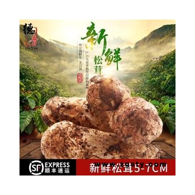 新鲜松茸批发 云南香格里拉特产野生松茸 鲜松茸支持一件代发
