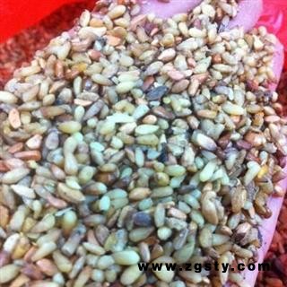 柏子仁 选 产地 广西壮族自治区