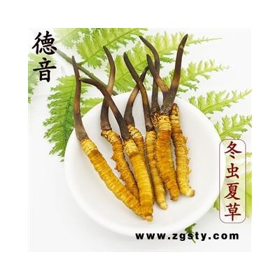 【预售】冬虫夏草 新鲜虫草0.7-0.8g 产地 西藏自治区 中药材批发 规格齐全