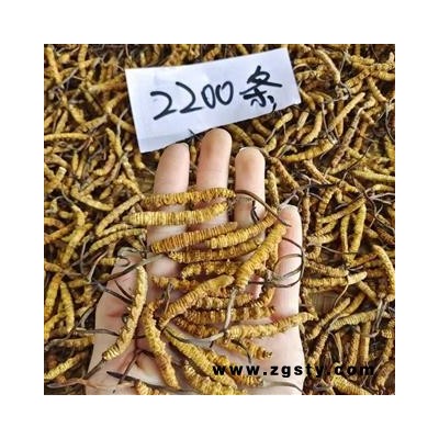 干鲜草冬虫夏草冻干虫草 多规格可选今年新货无硫专注品质，诚信信邦！