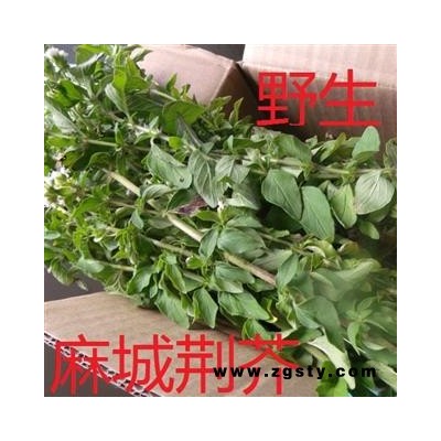 整棵野生新鲜荆芥 选 产地 湖北省黄冈市麻城市