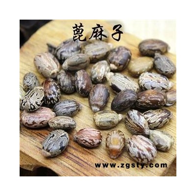 蓖麻子蓖麻籽元无杂质 大麻子仁蓖麻种子粒粒饱满图1