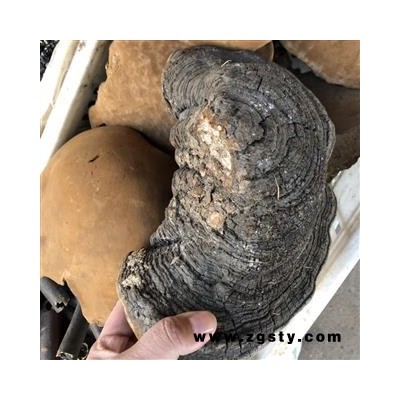 桑黄 桑黄选货大个 产地 黑龙江省 买好药找娟子