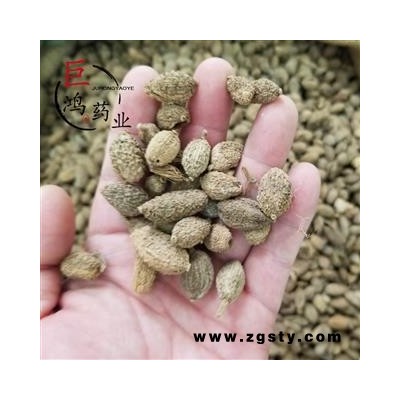 精品选装进口砂仁 圆壳砂仁