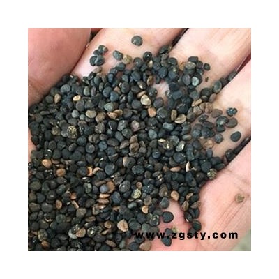 新辉药业曼陀罗子  醉葡萄 天茄子 胡茄子 狗核桃 风茄