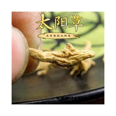 太阳草 野生太阳草 名贵药材 产地湖北省神农架