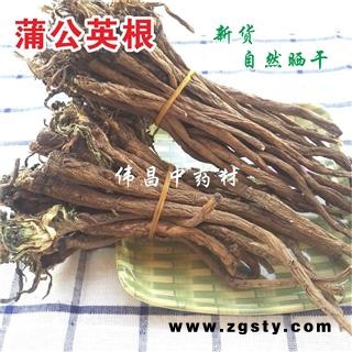 野生蒲公英根新货蒲公英根批发自然晒干产地 甘肃省陇南市宕昌县