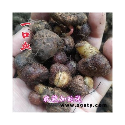一口血500克包邮 贵州高海拔野生地产一滴血  一点血正品