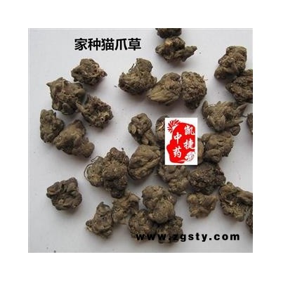 猫爪草 家种猫爪草小选货1.0以下 产地 河南省
