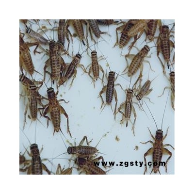 煜庭药业 蟋蟀 蛐蛐 蝈蝈 返现进行中