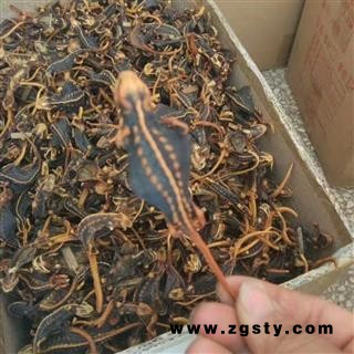 海狗 统 产地 江苏省