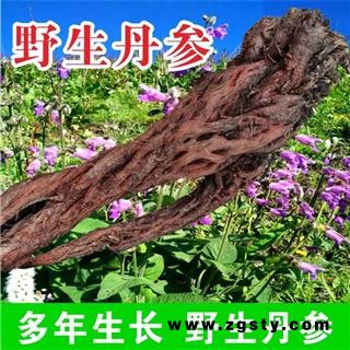 野生丹参大条特级紫丹参多年生长批发