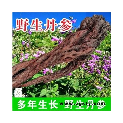 野生丹参大条特级紫丹参多年生长批发