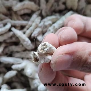 僵蚕 选货过筛 产地 广西壮族自治区 【大货批发】