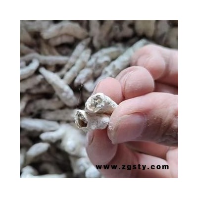 僵蚕 选货过筛 产地 广西壮族自治区 【大货批发】