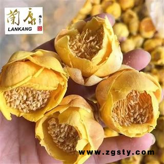 金茶花（山茶花）精品选货 广西产地【长期批发 品种齐全】
