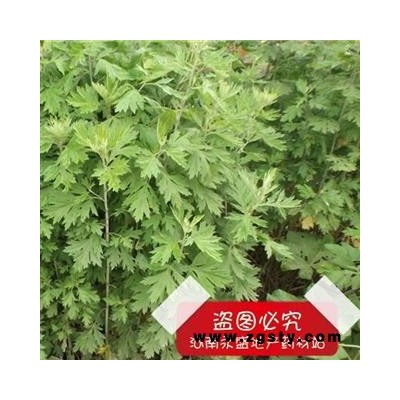 艾叶 5年陈艾 产地 河南省南阳市