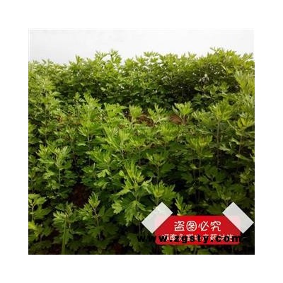 艾叶 3年陈 产地 河南省南阳市