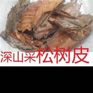 松树皮深山现剥 选 产地 湖北省黄冈市麻城市另有松枝、松树根