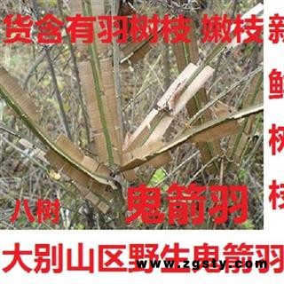 鬼见羽 鲜鬼箭羽八树鲜树枝选 产地 湖北省黄冈市麻城市