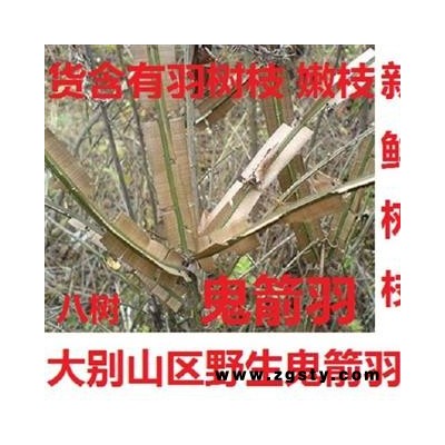 鬼见羽 鲜鬼箭羽八树鲜树枝选 产地 湖北省黄冈市麻城市