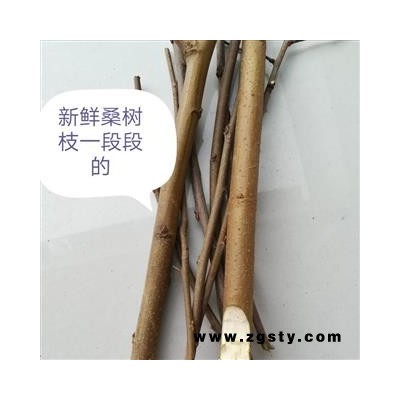 桑枝 选货 产地 湖北省黄冈市麻城市野生新鲜桑枝桑树枝桑棍桑条