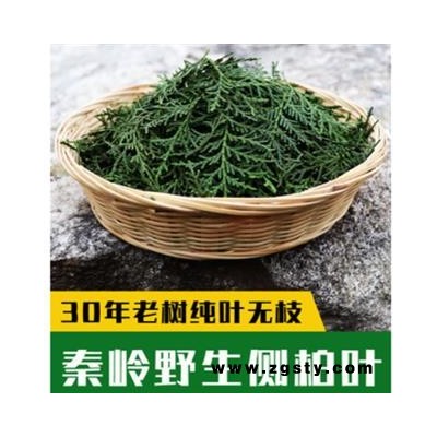 新鲜侧柏叶纯叶无树枝秦岭野生侧柏叶扁柏叶防脱生发密发增发500g