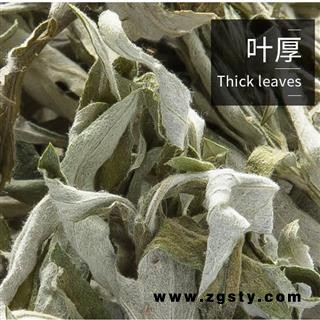 中药材 艾叶 正品中药材批发零售