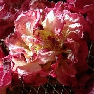好货芙蓉花 产地四川省成都市双流县  库存100千克 可售