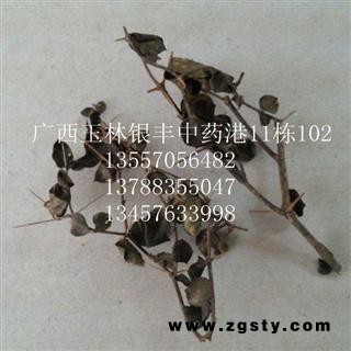 老虎刺 统货 产地 广西壮族自治区贺州市市辖区