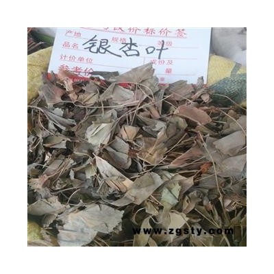 银杏叶 统货 产地 广西壮族自治区柳州市市辖区