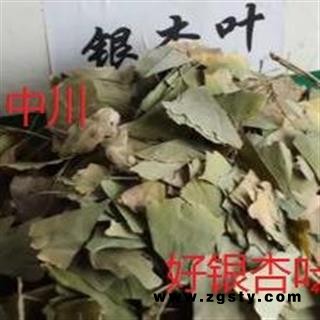 优质银杏叶  选装 青叶   浙江一级货  库存1000可售