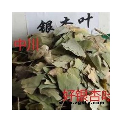 优质银杏叶  选装 青叶   浙江一级货  库存1000可售