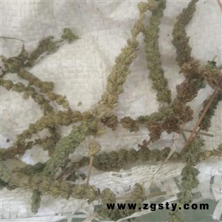 荆芥穗 荆芥穗统货 产地直销 批发各种规格名贵药材