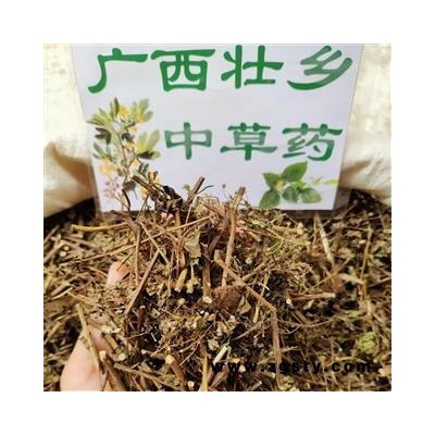 广西壮乡中草药 野生 土茵陈 猪毛蒿 石茵陈 山茵陈 产地 广西柳州