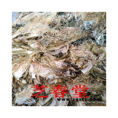 霸王花  剑花 七星剑花 霸王鞭 量天尺 风雨花 干净无杂 一件代发
